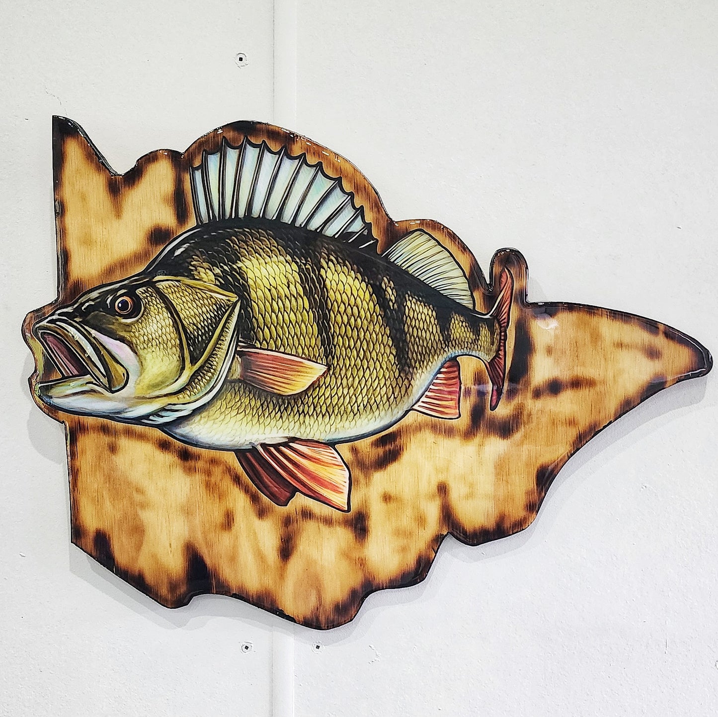 Redfin Perch on Victoria BG Print mount