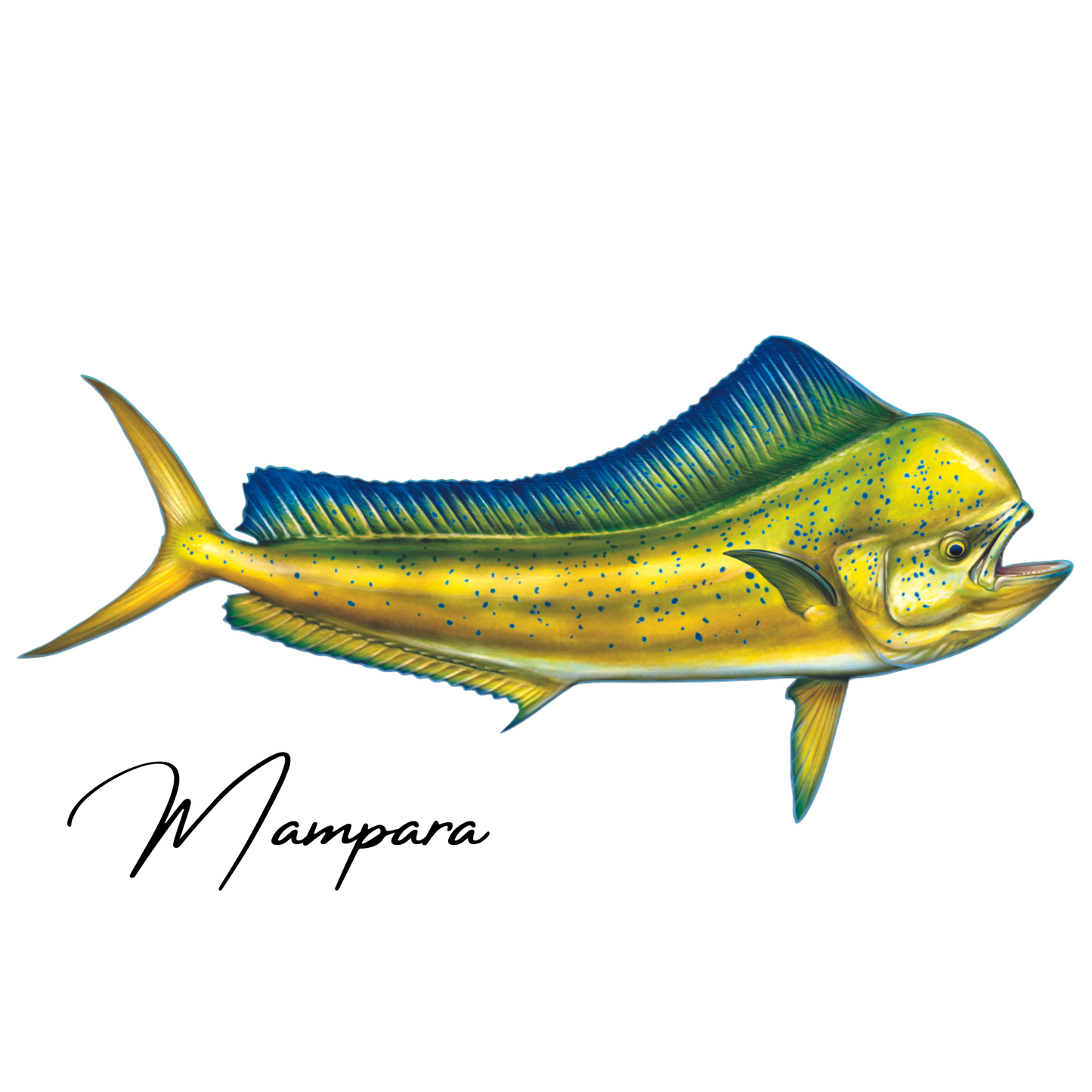 Mahi Mahi Bull Print mount 100cm