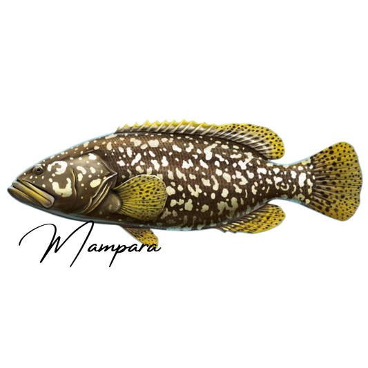 Queensland Groper 100cm Print Mount