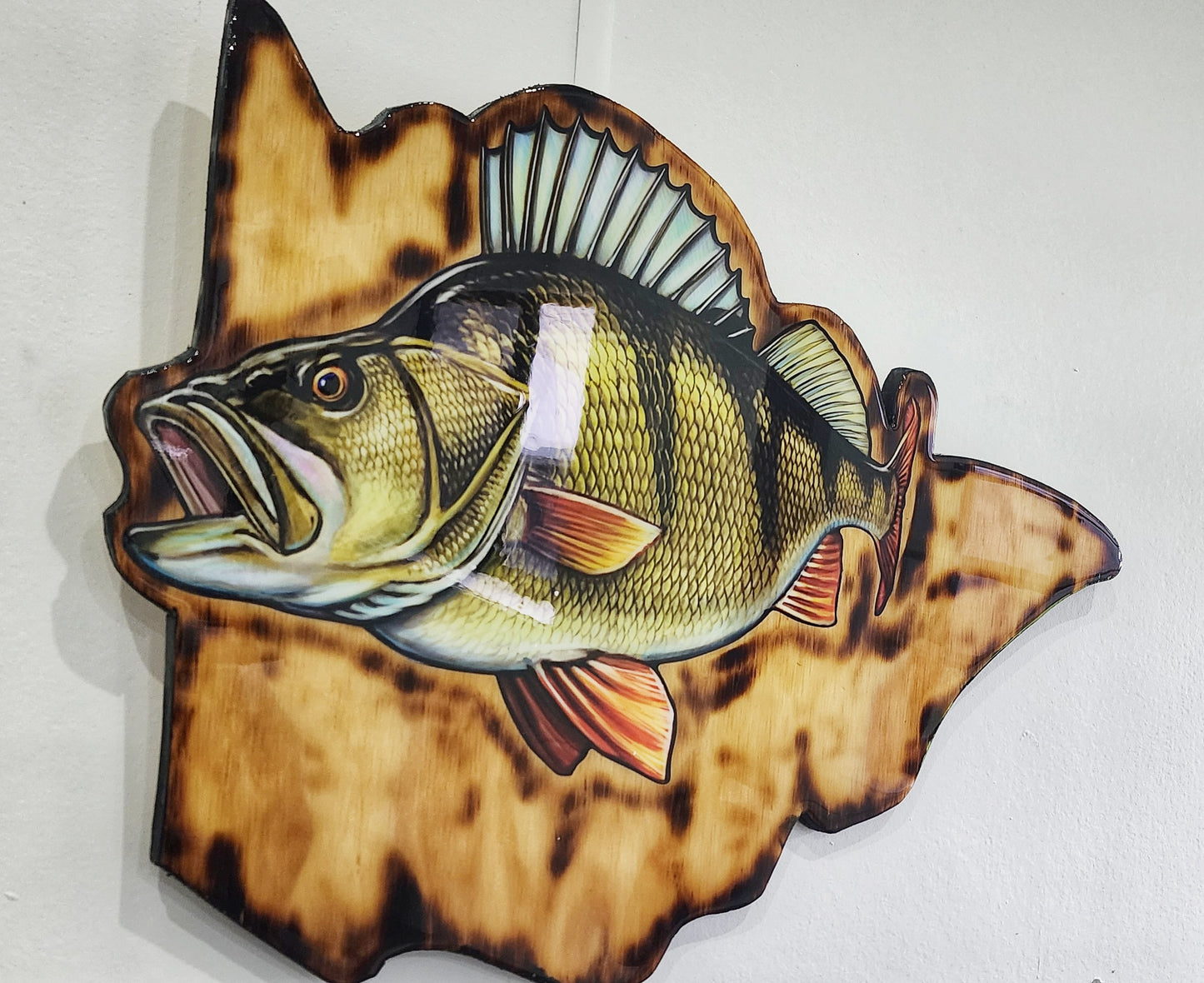 Redfin Perch on Victoria BG Print mount