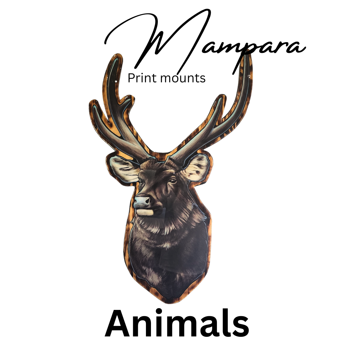 Animals