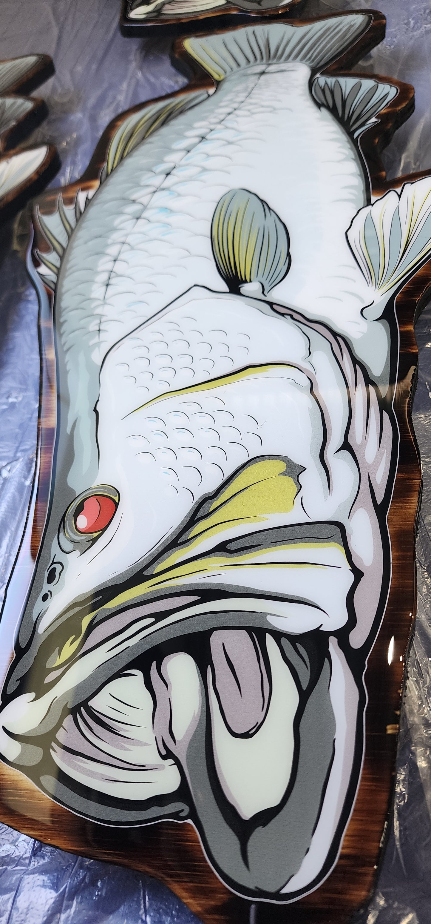 Barramundi Print mount 70cm in length