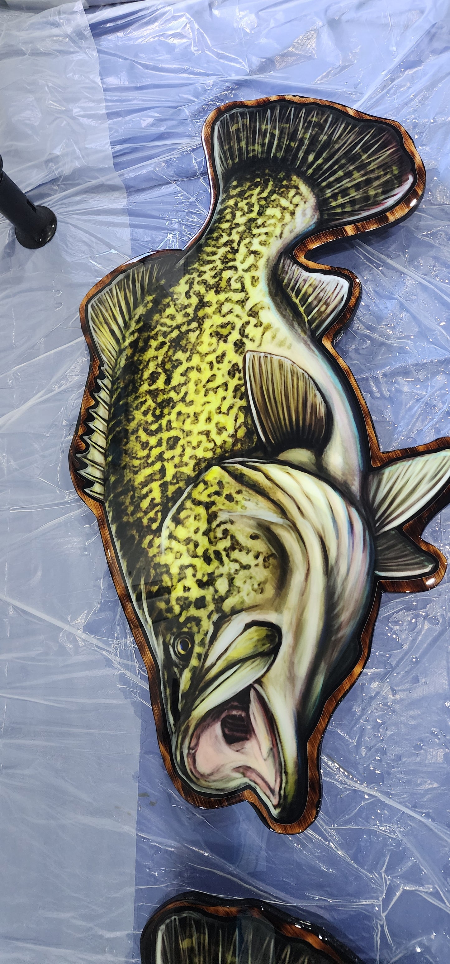 Murray Cod mount 80cm in length