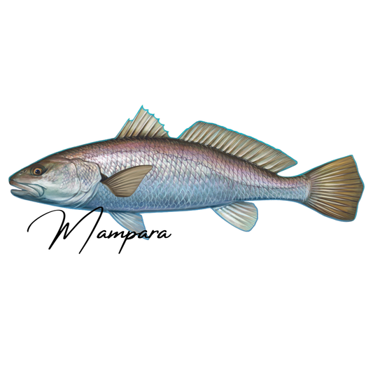 Black Jewfish Print mount 100cm in length