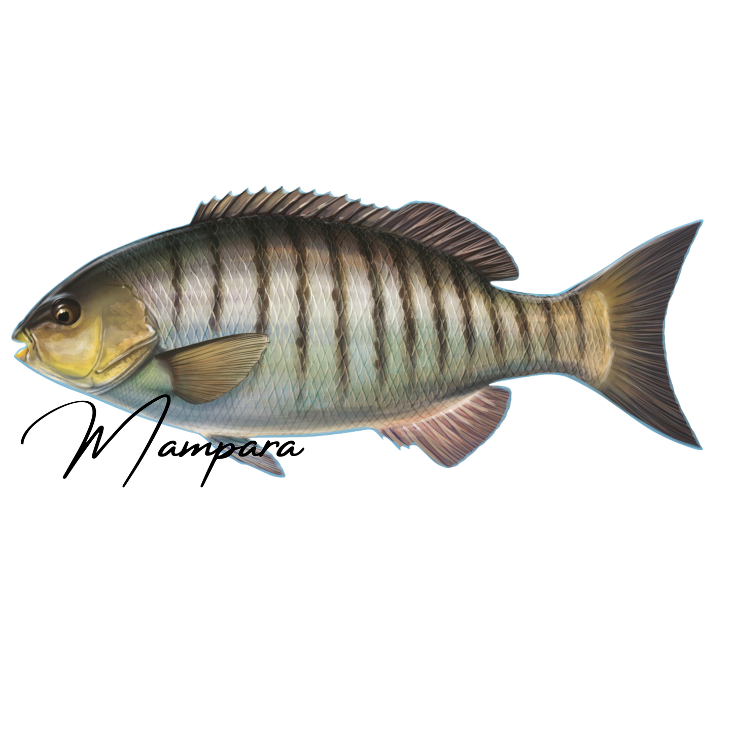 Luderick Print Mount 50cm