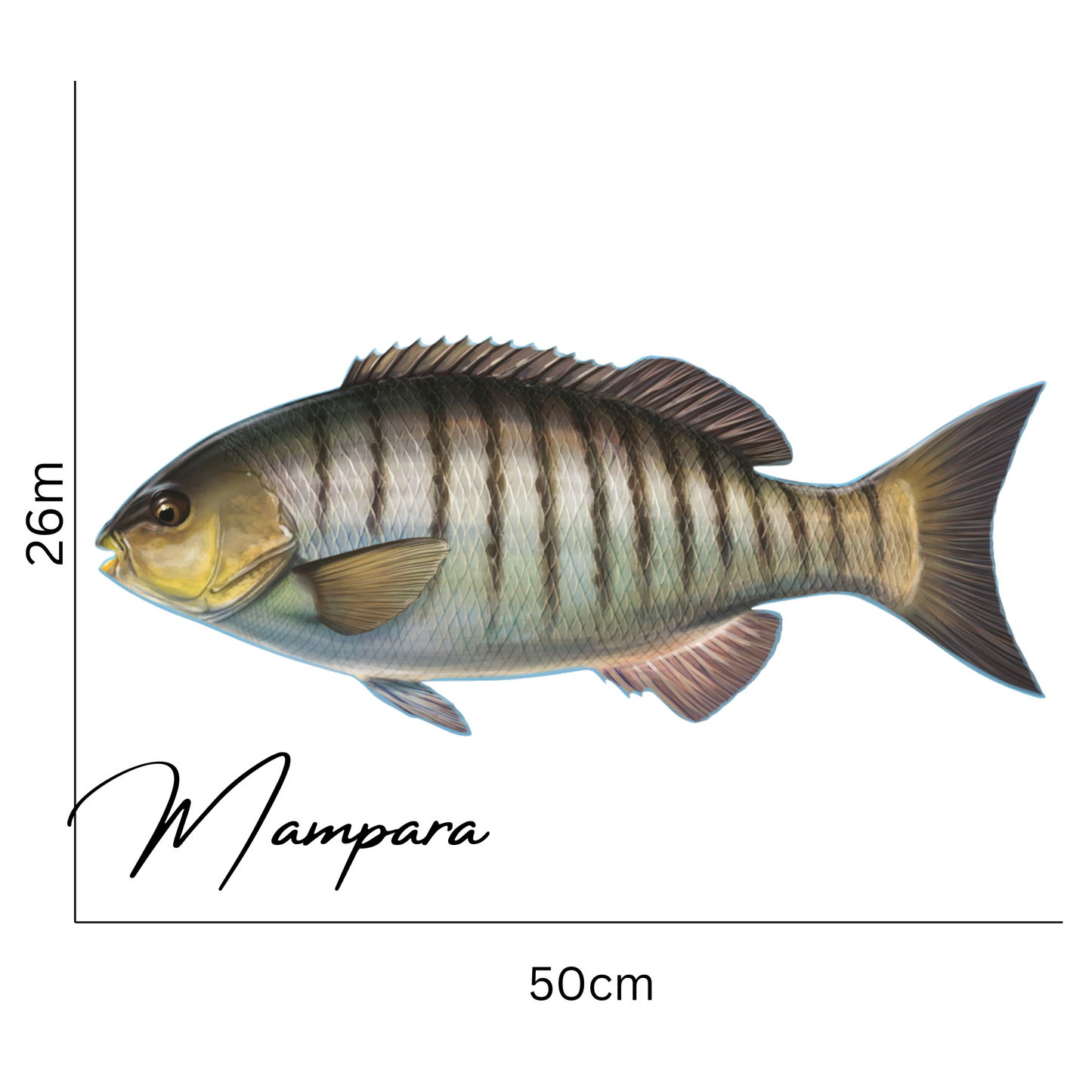 Luderick Print Mount 50cm