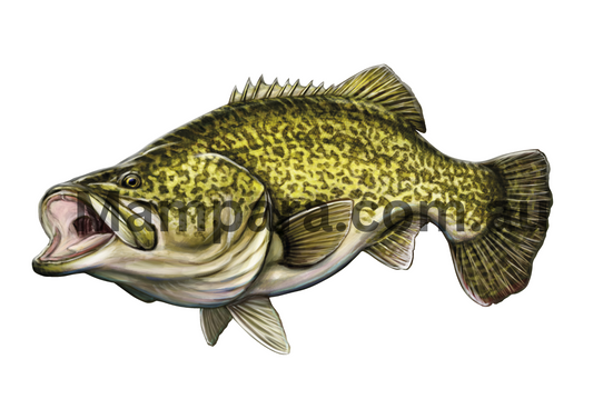 Murray Cod Print mount 100cm in length