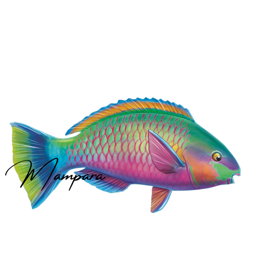 Quoyi Parrot Fish Print mount 40cm