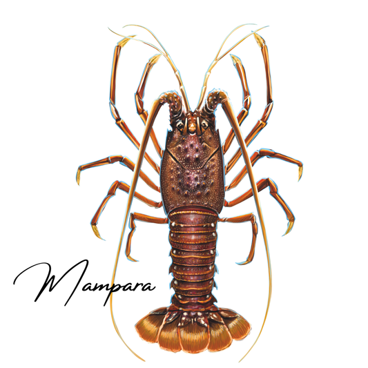Western Rock Lobster Print mount