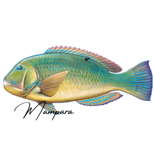 Black Spot Tusk Fish (Green Version) Print mount 100cm in length