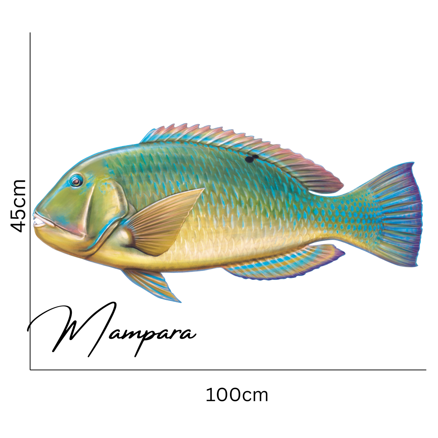 Black Spot Tusk Fish (Green Version) Print mount 100cm in length
