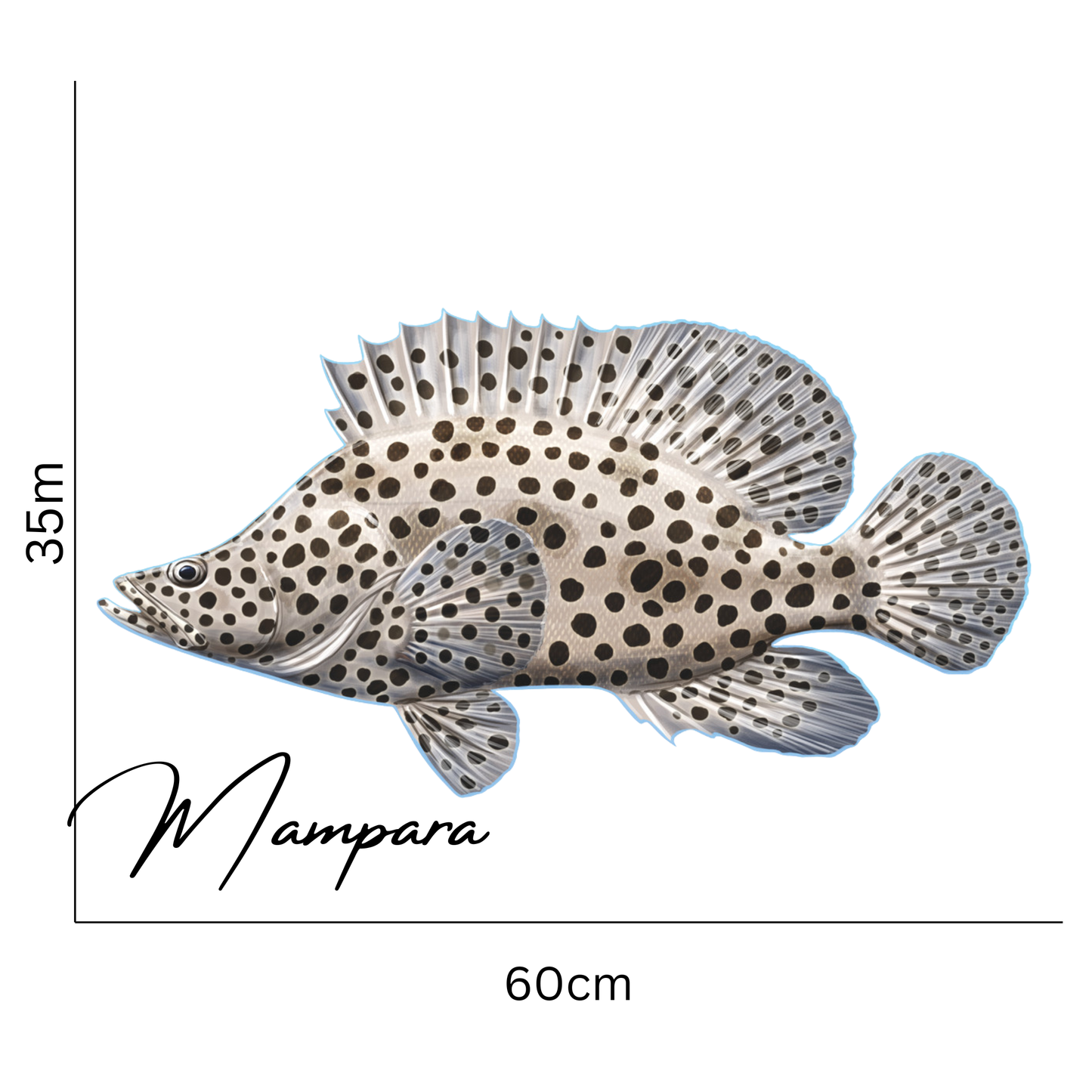 Barramundi Cod 60cm Print Mount