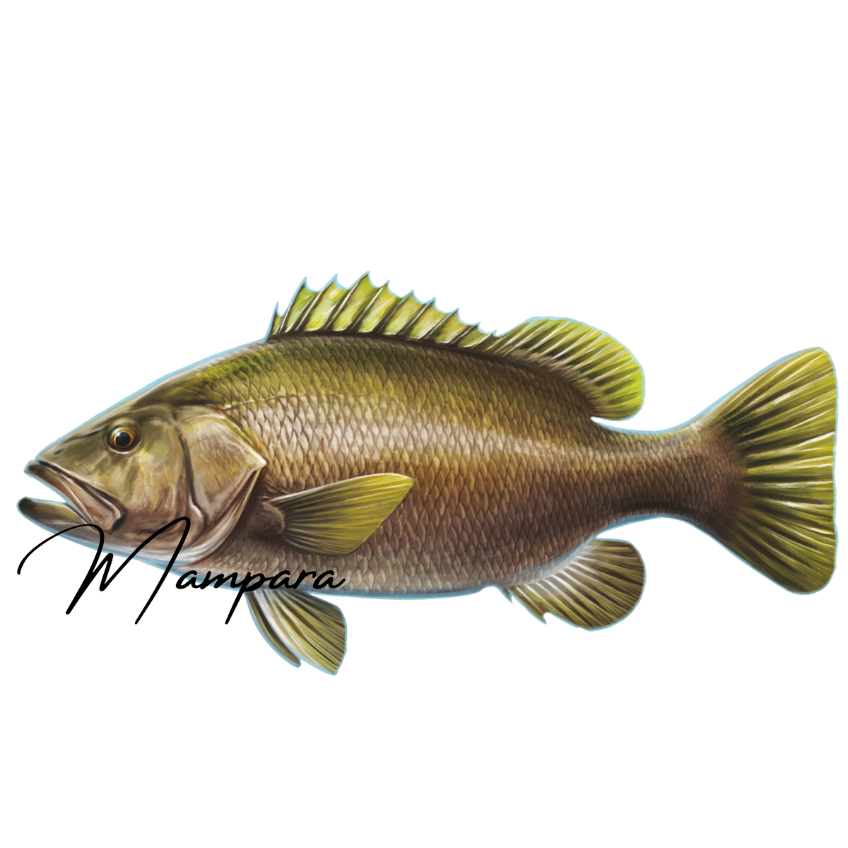 Papuan Black Bass print mount 80cm