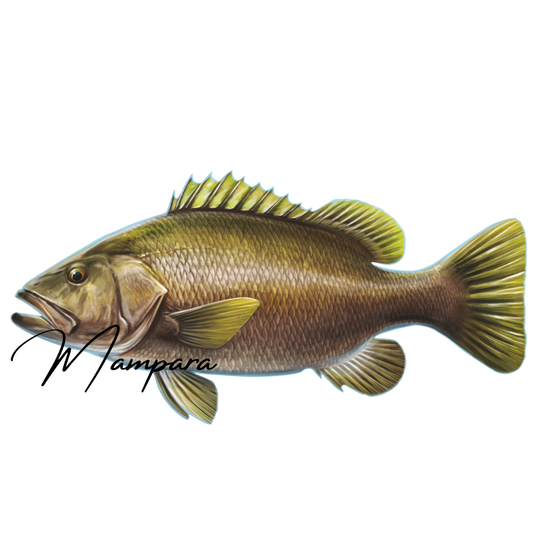 Papuan Black Bass print mount 80cm