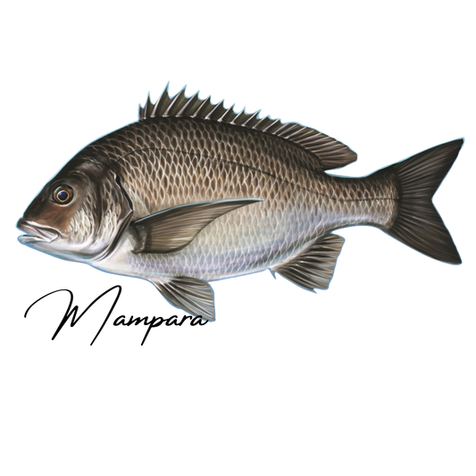Black Bream Print mount 40cm