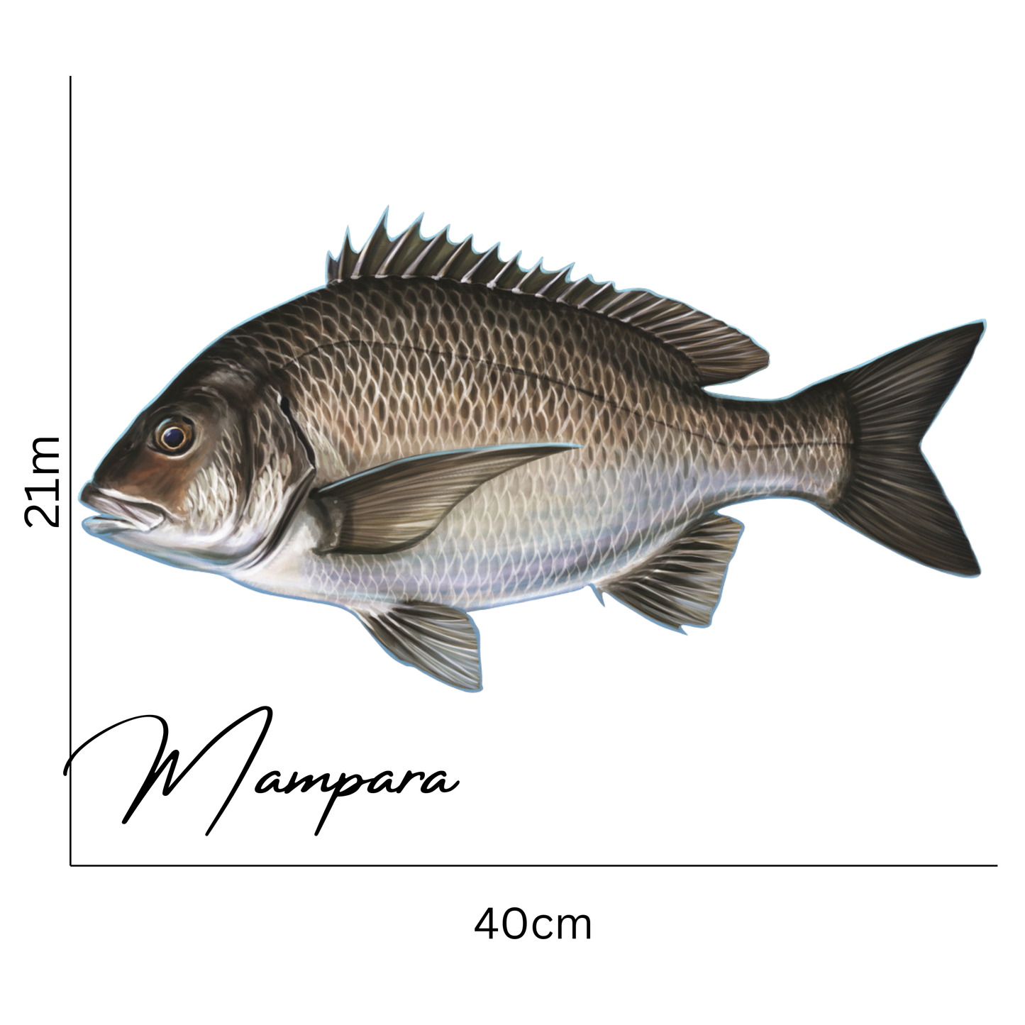 Black Bream Print mount 40cm