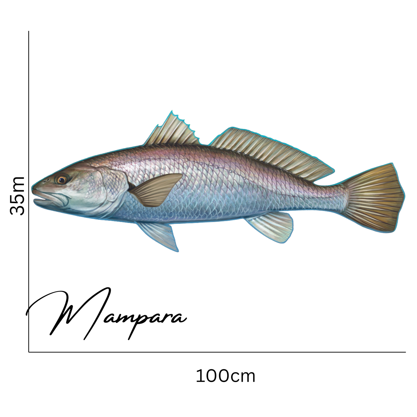 Black Jewfish Print mount 100cm in length