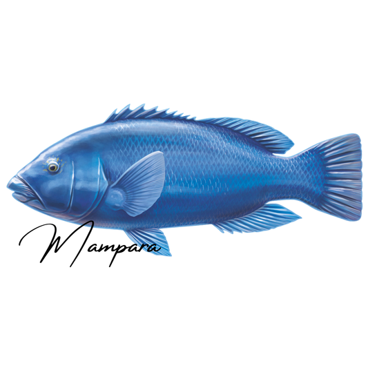Blue Grouper Print mount 100cm in length