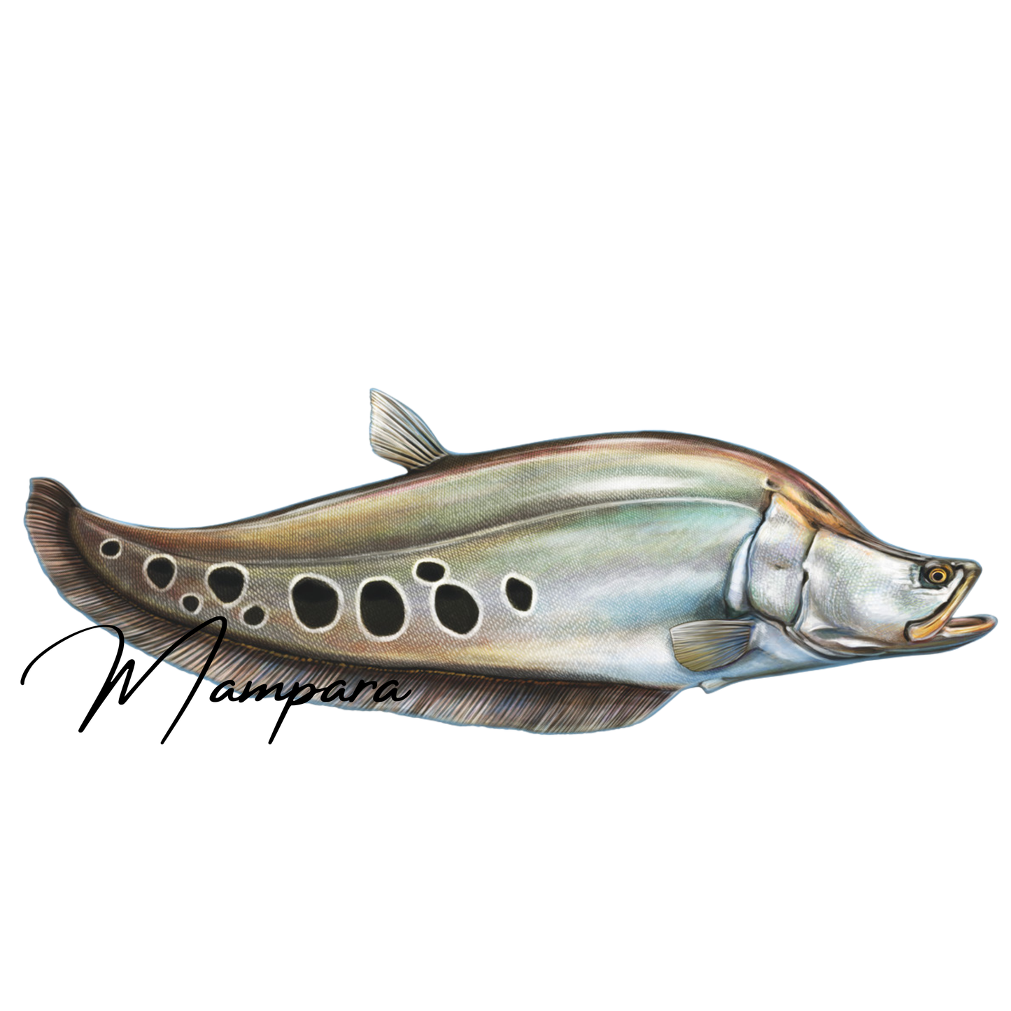 Clown Knife Fish 60cm Print Mount