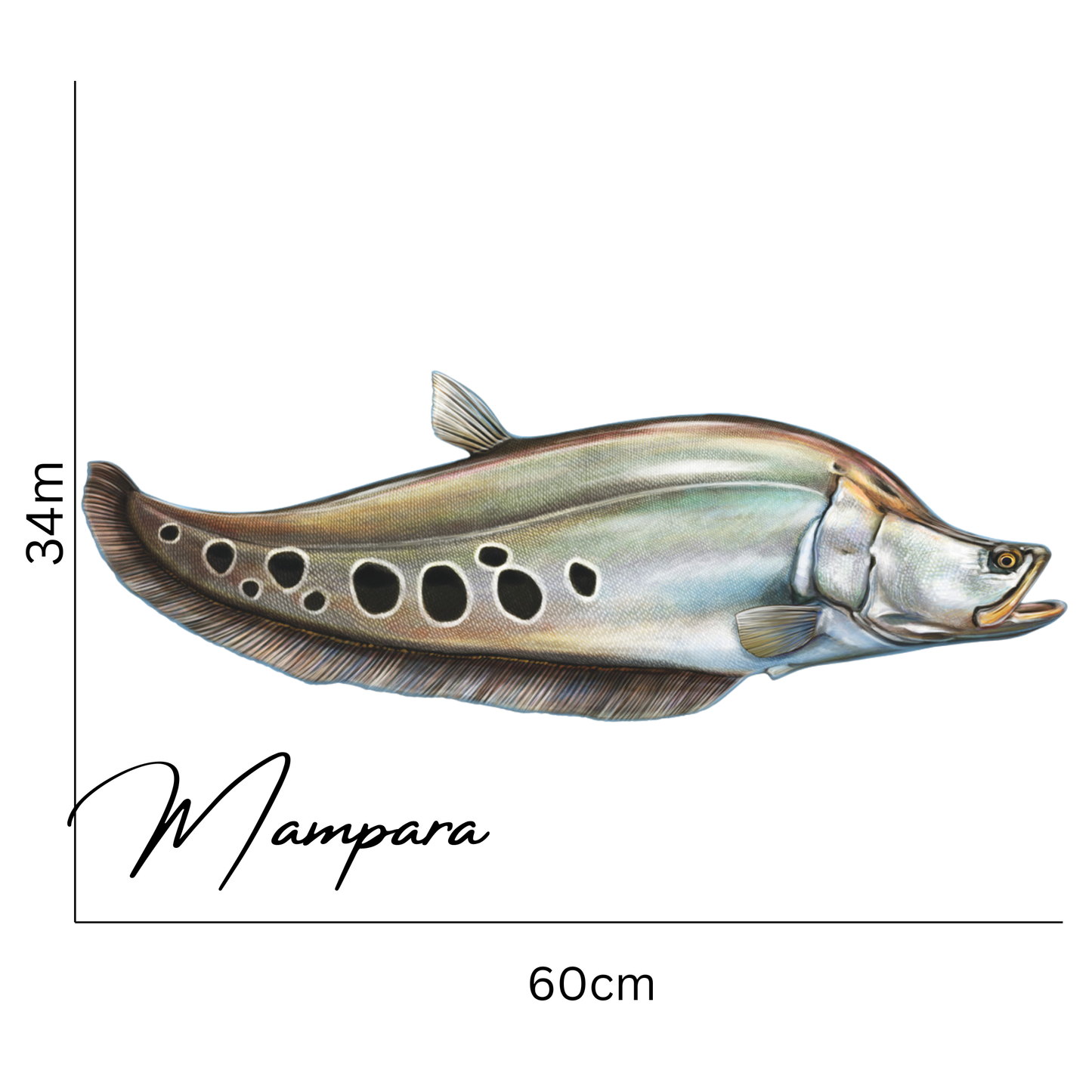Clown Knife Fish 60cm Print Mount