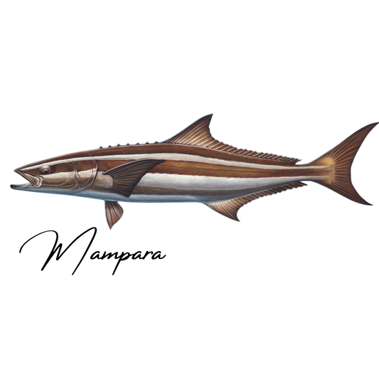 Cobia  Print mount 100cm