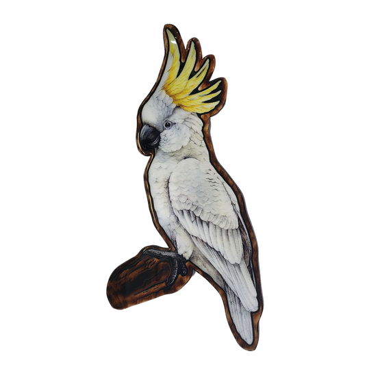 Sulphur Crested Cockatoo