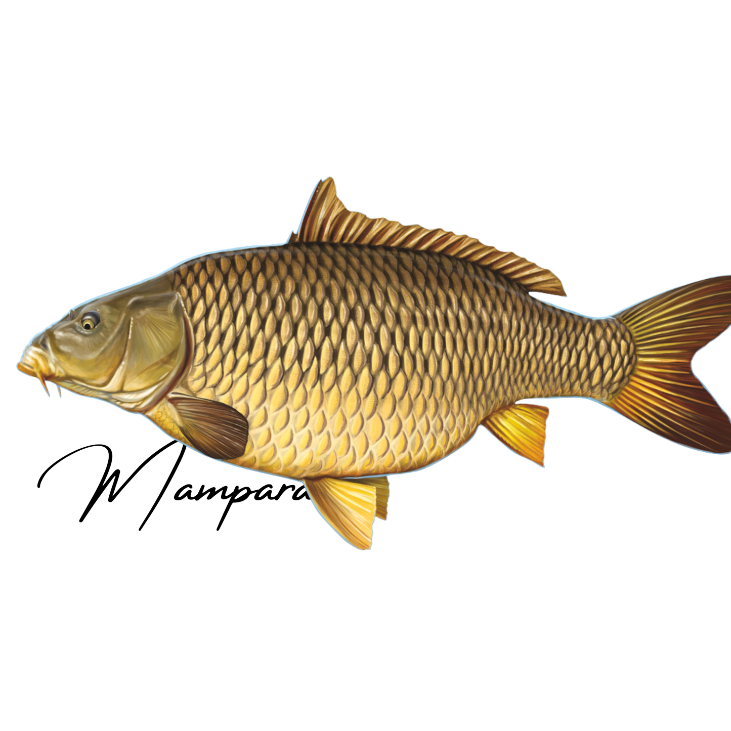 Common Carp Print mount 70cm