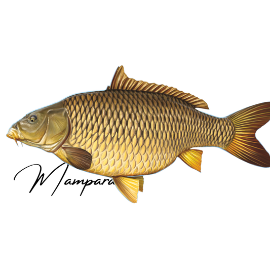 Common Carp Print mount 70cm