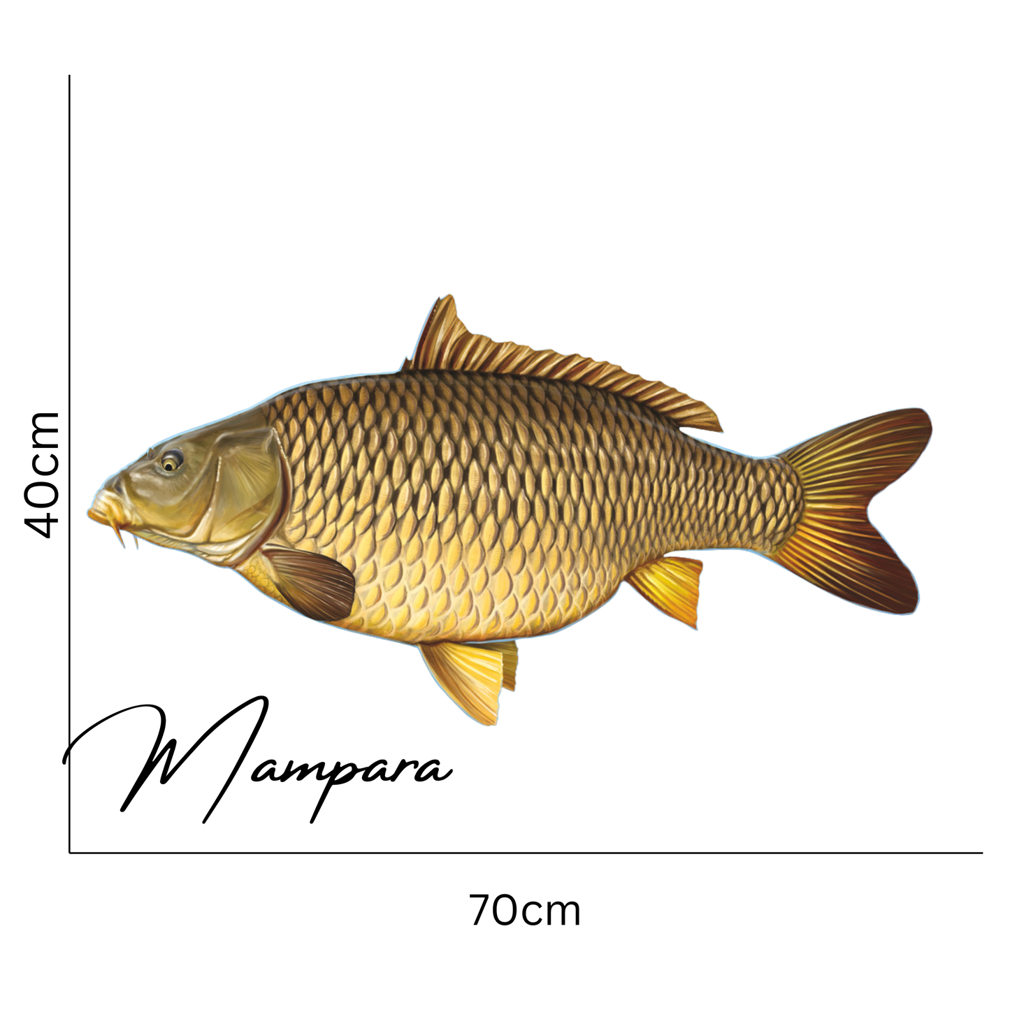 Common Carp Print mount 70cm