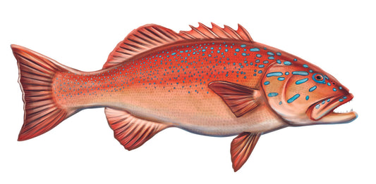 Coral Trout Print mount 80cm in length