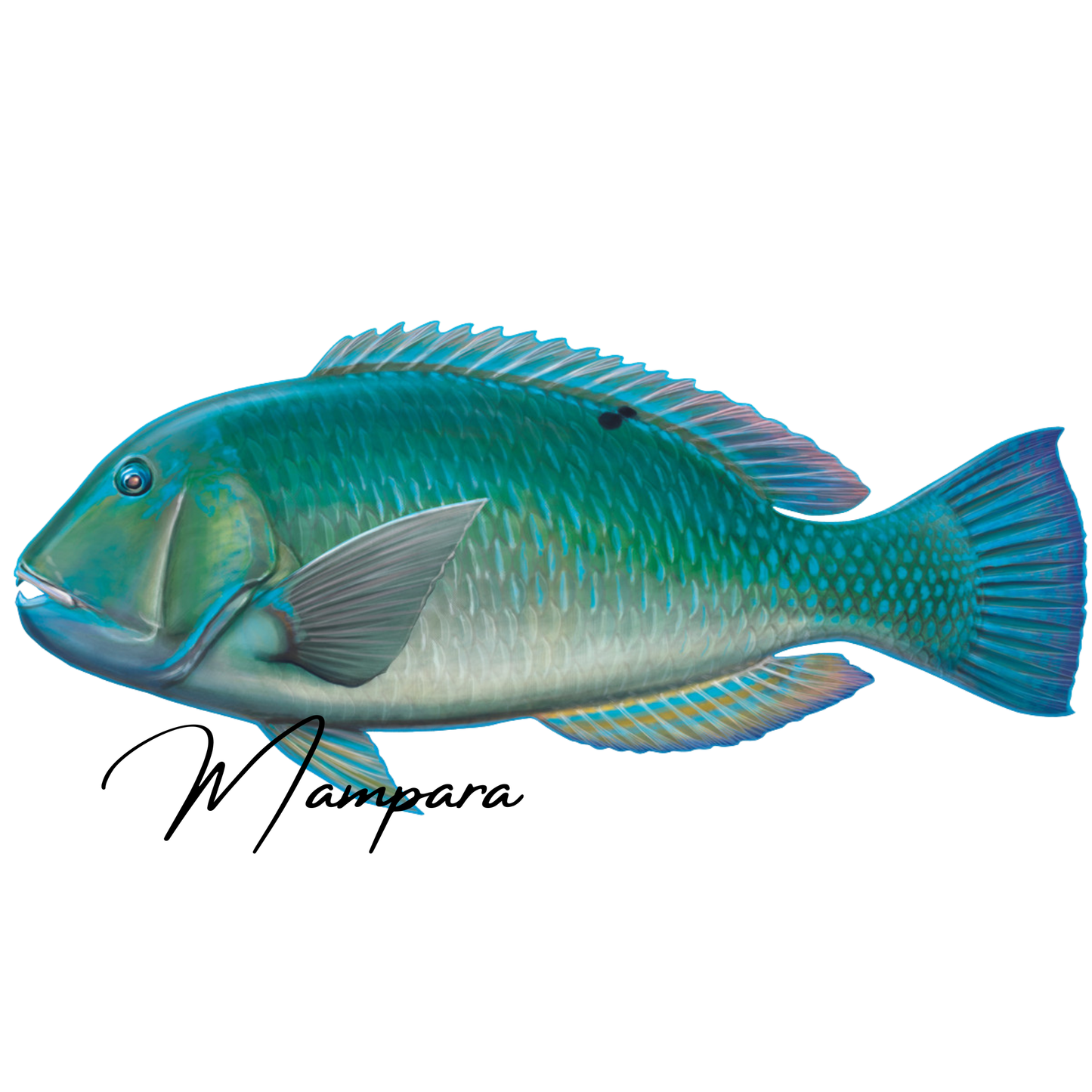 Black Spot Tusk Fish (Blue Version) Print mount 100cm in length