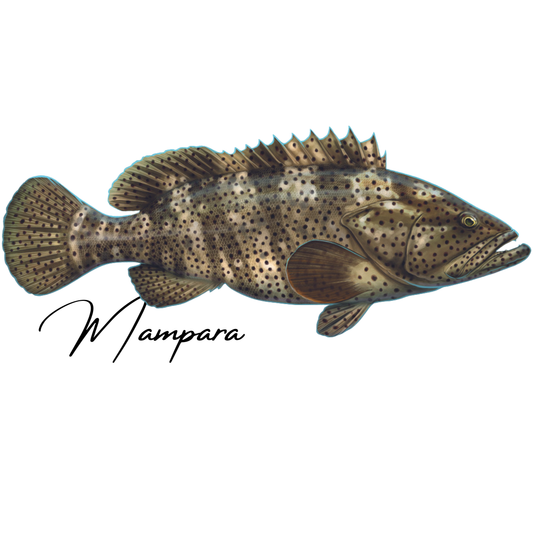 Black Spot Estuary Cod print mount 70cm