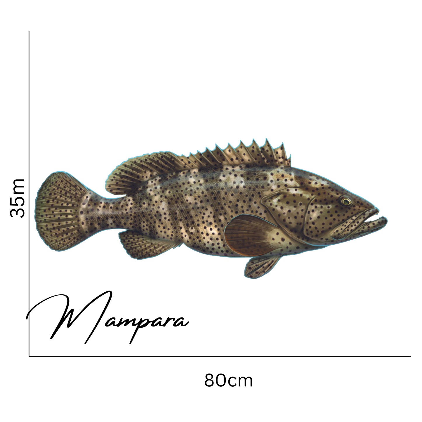 Black Spot Estuary Cod print mount 70cm