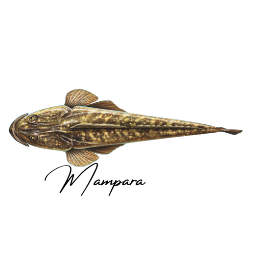 Flathead (top view)  print mount 100cm