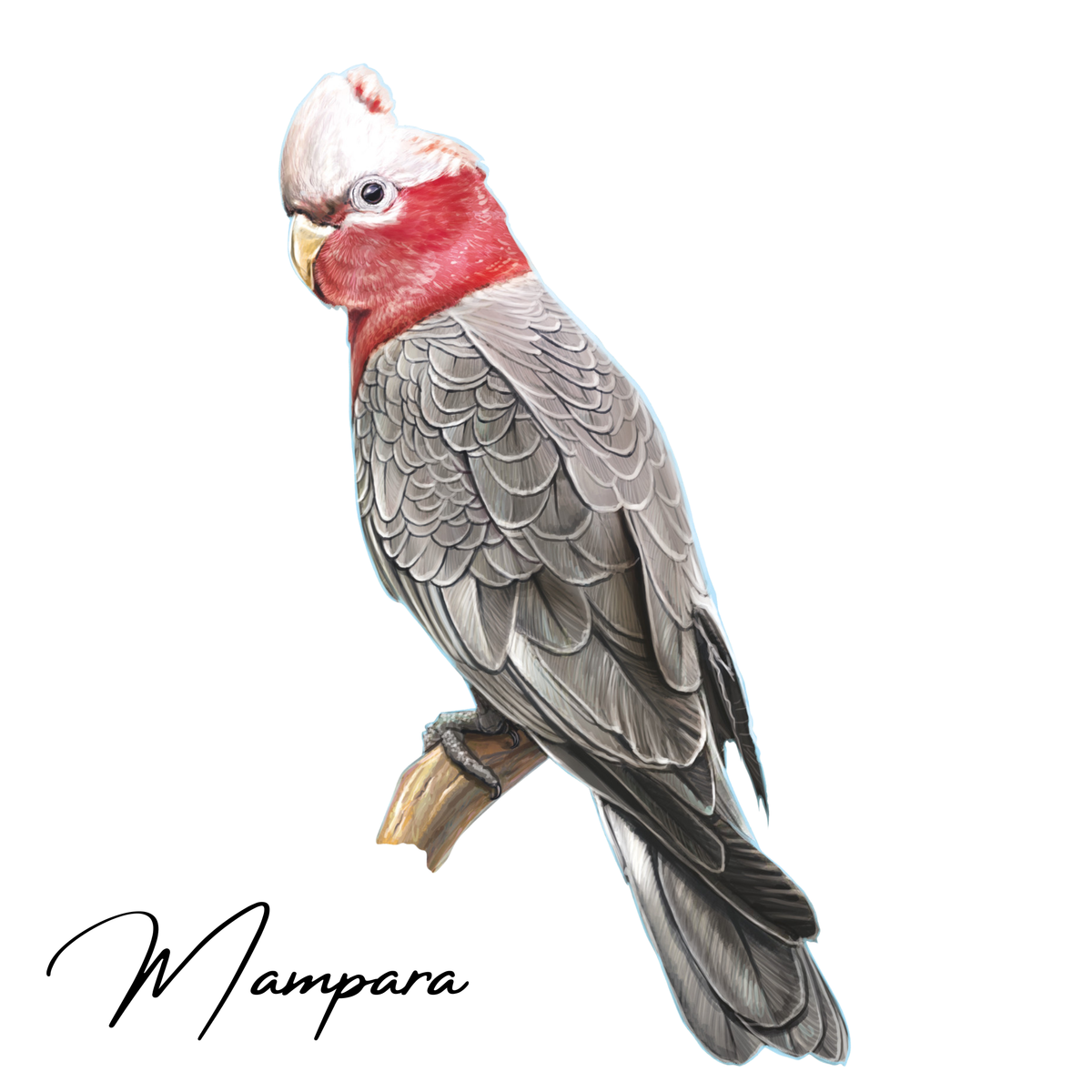 Galah print mount 60cm