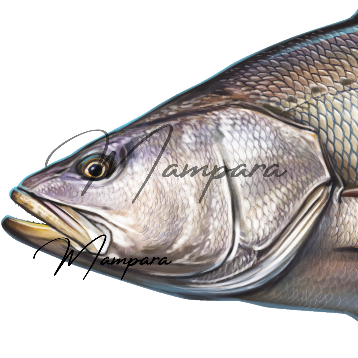 Mulloway Print mount 100cm in length