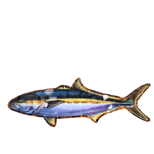Yellow Tail Kingfish Print mount 100cm in length