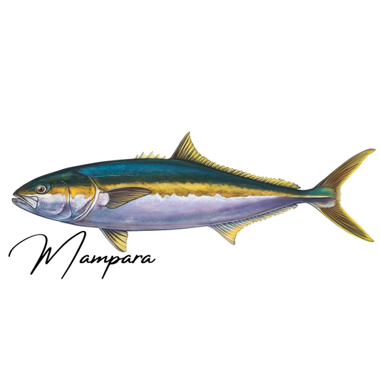 Yellow Tail Kingfish Print mount 100cm in length