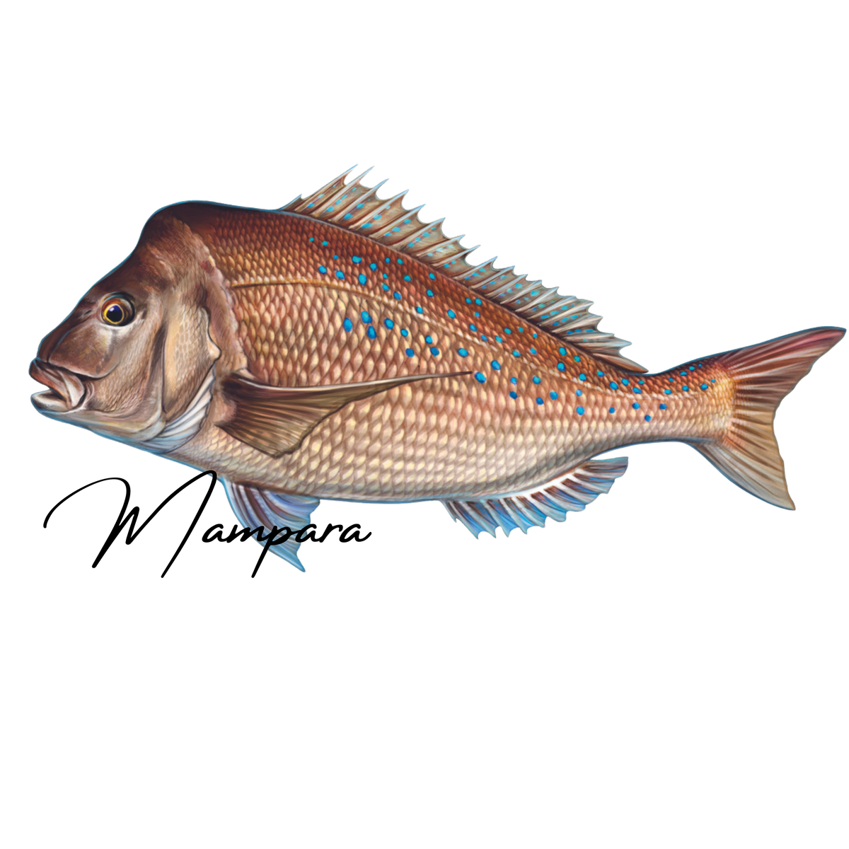 Snapper with Knobby head Print mount 85cm in length – Mampara ...