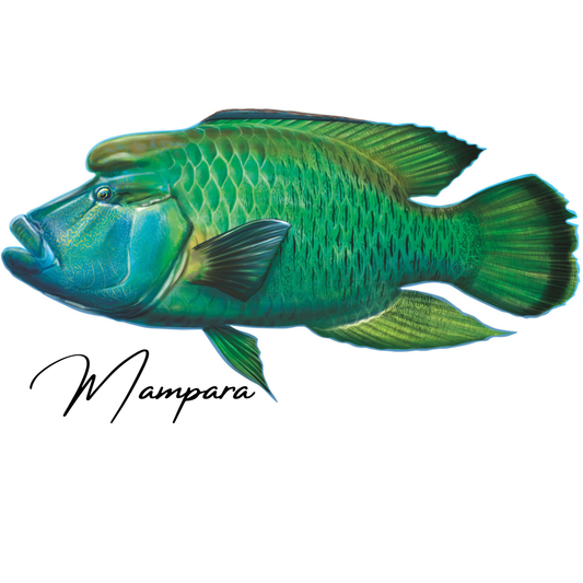 Maori Wrasse Print mount 100cm in length