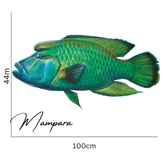 Maori Wrasse Print mount 100cm in length