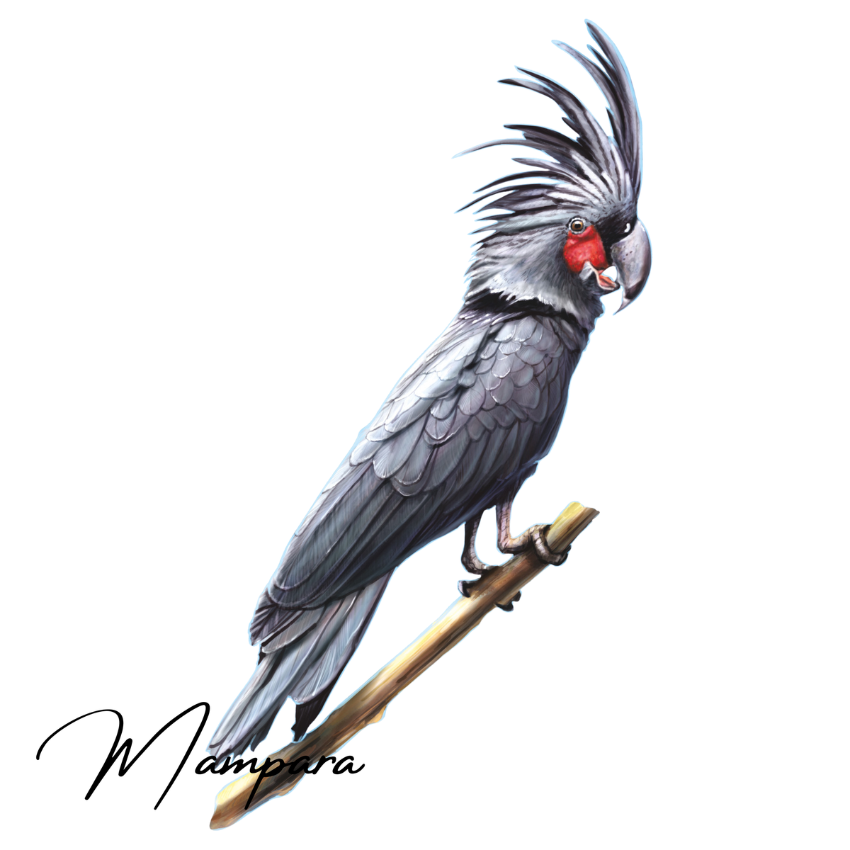 Palm Cockatoo print mount 60cm