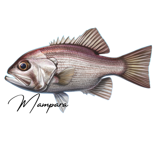 Pearl Perch 70cm Print Mount