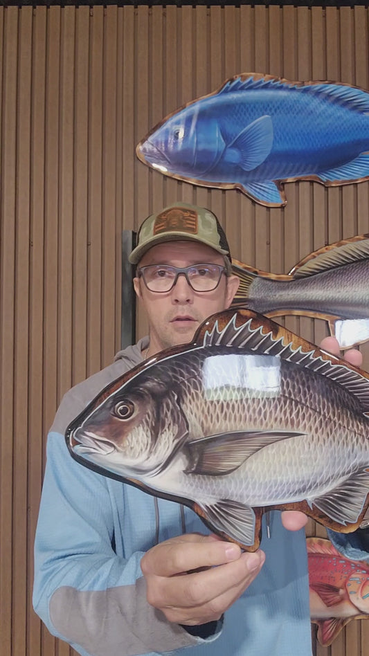 Black Bream Print mount 40cm
