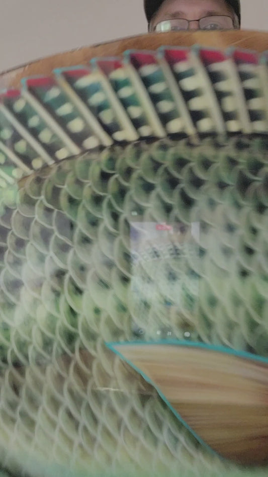 Mozambique Tilapia print mount 50cm