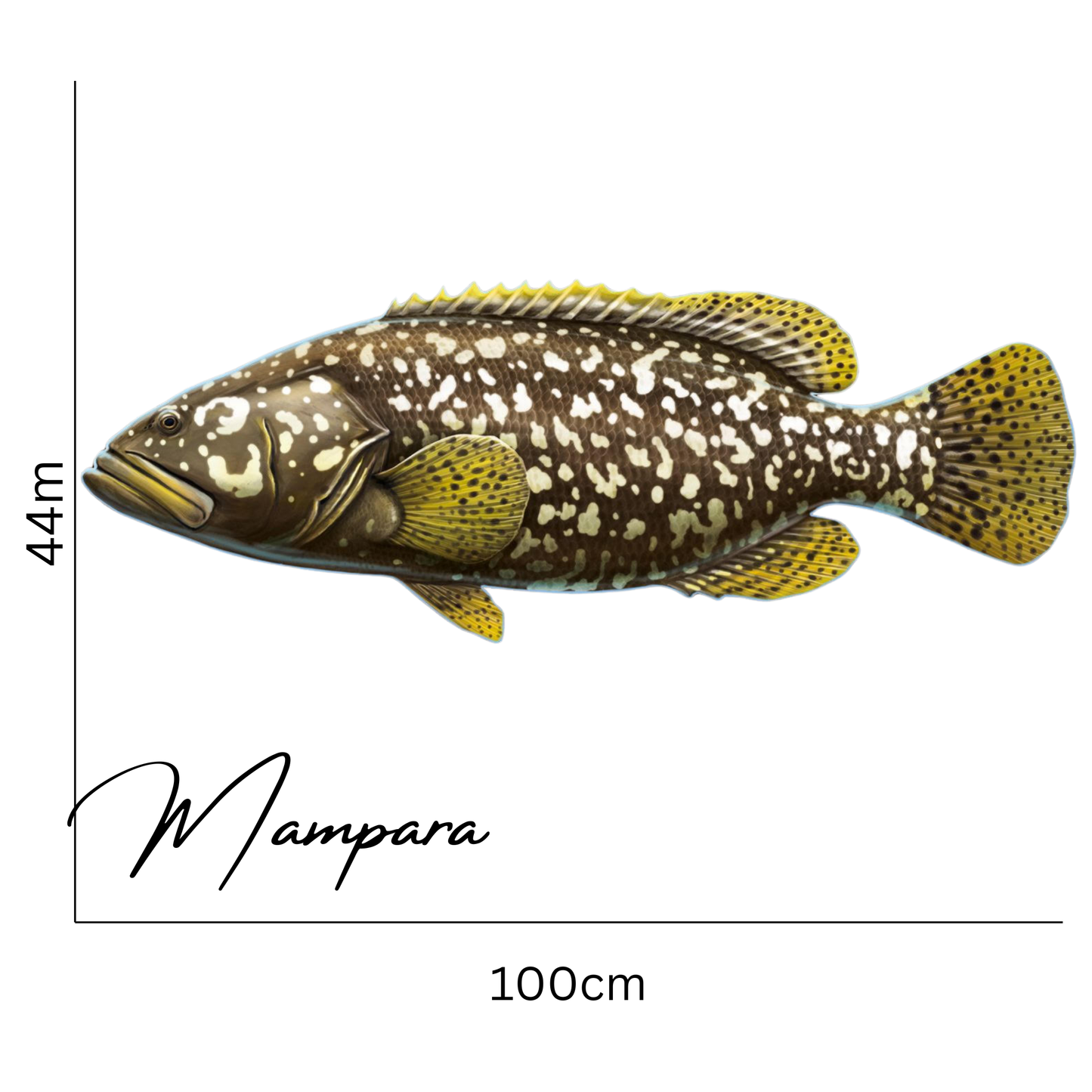 Queensland Groper 100cm Print Mount