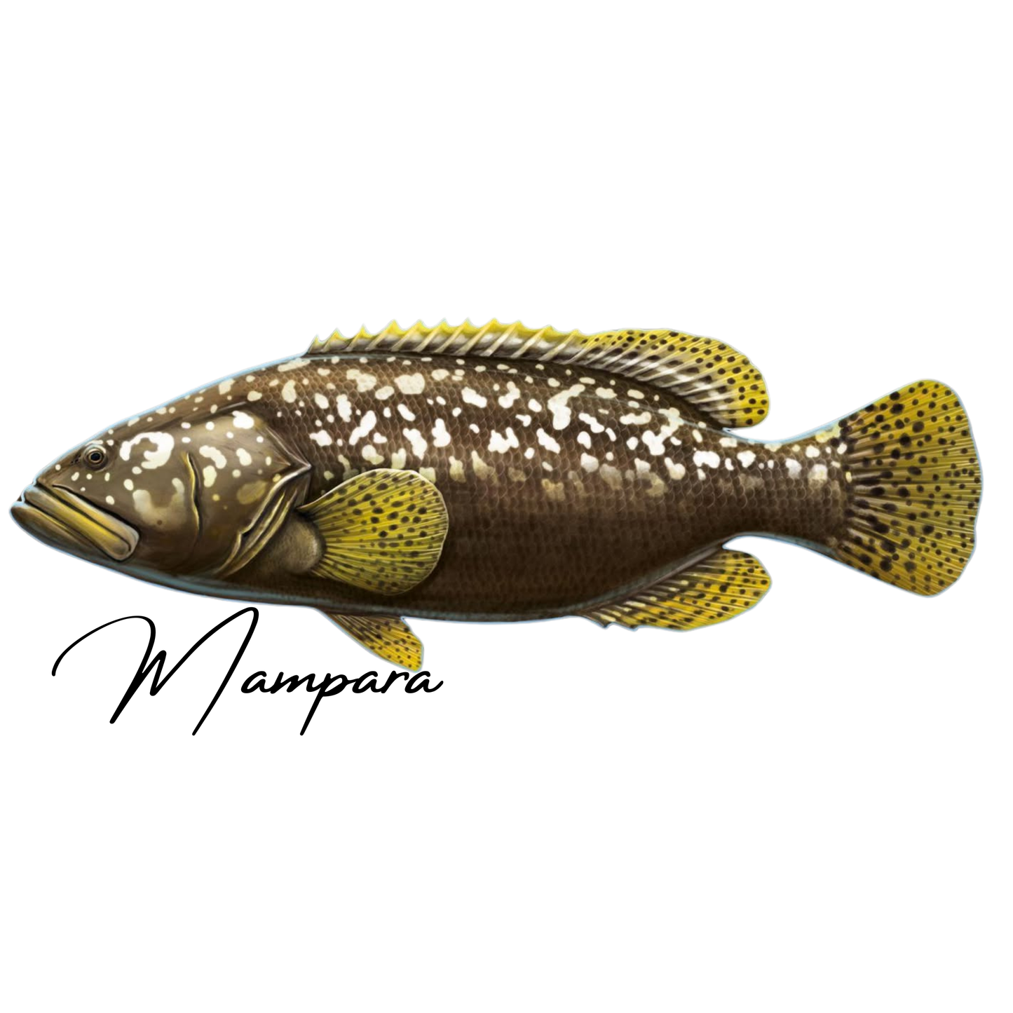 Queensland Groper 100cm Print Mount