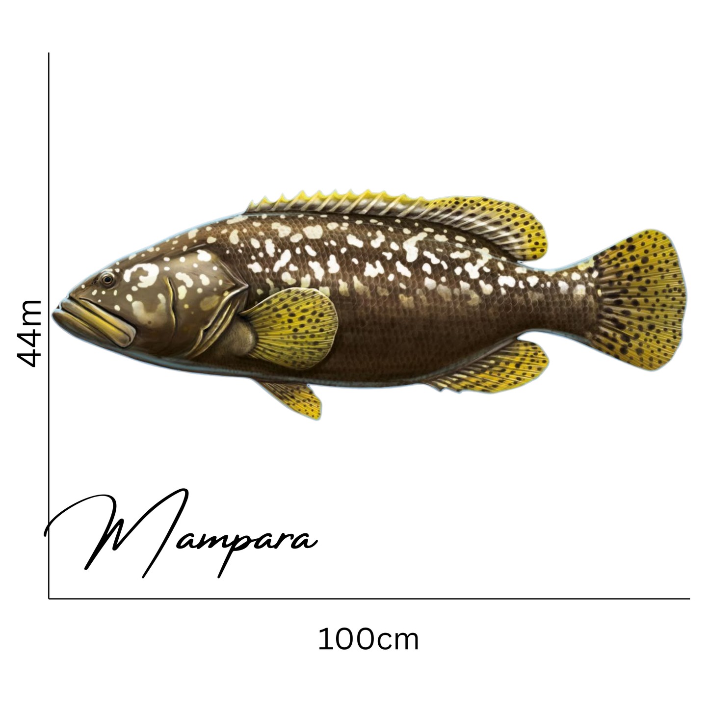 Queensland Groper 100cm Print Mount