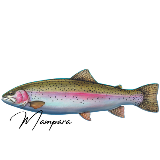 Rainbow Trout Print mount 60cm