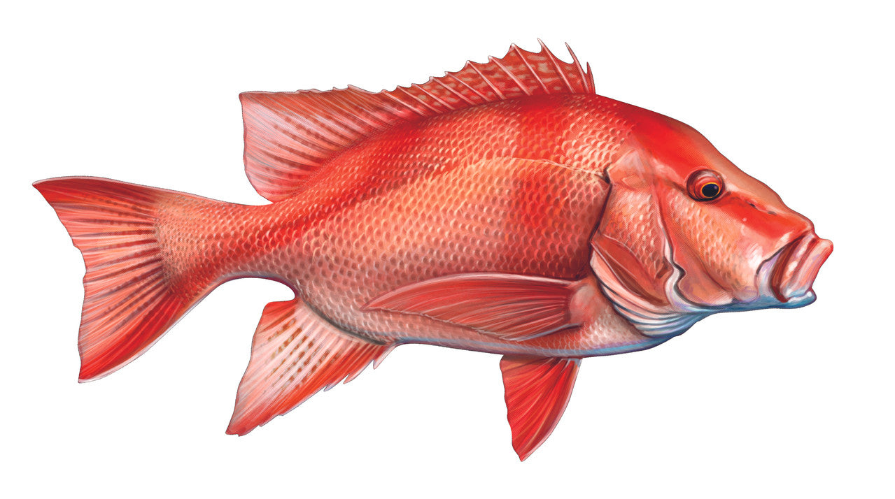 Red Emperor mount 85cm in length (right Facing)